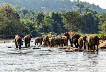 Obraz na płótnie Canvas Animals wild elephant drink water from the lake.