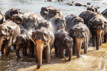 Animals wild elephant drink water from the lake.