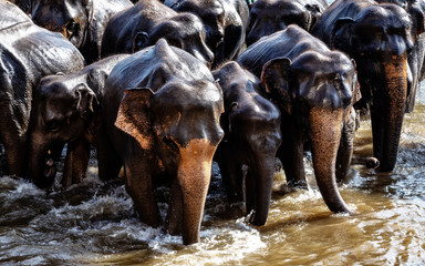 Animals wild elephant drink water from the lake.
