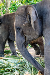 Fototapeta premium Elephants family Wildlife scene with amazing animals.