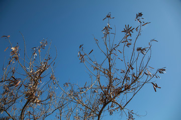 bud tree branches and sky background