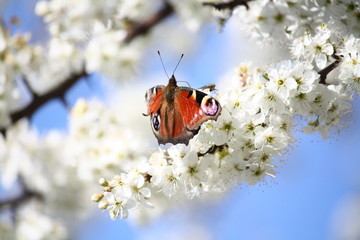 Frühling April 2020