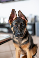 puppy german shepherd