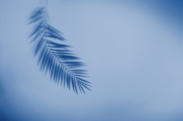 Fototapeta na wymiar Palm leaf shadow on blue background. Minimal summer concept