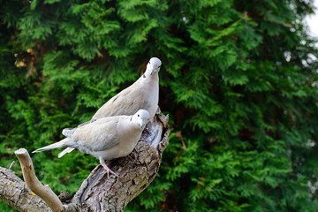 Türkentaube bei der Futtersuche	
