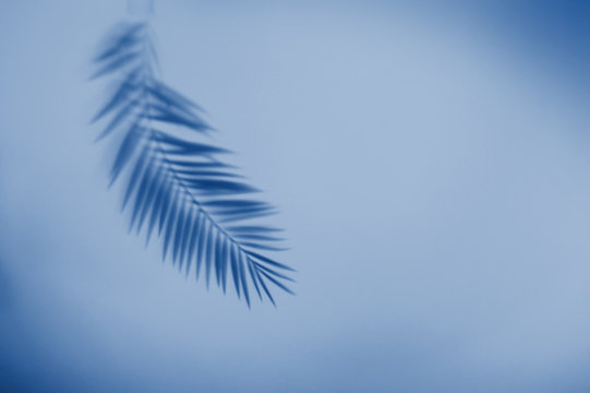 Palm leaf shadow on blue background. Minimal summer concept
