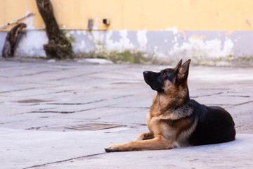 German shepherd in courtyard