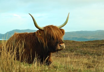 Scottish Highland Cow calmly sitting in the field overlooking the pastures