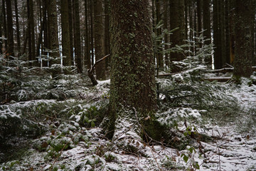Baumstamm Baumwurzel im winterlichen Wald mit Schnee