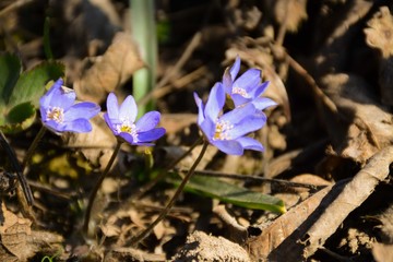 Blue hepatica flowers blooming in the garden