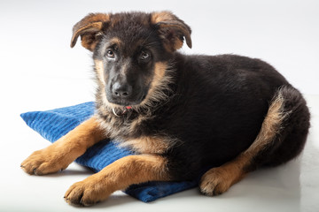 puppy german shepherd