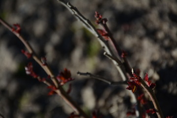 Red early leaves on a bush in early spring