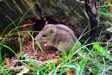 Brandmaus (Apodemus agrarius)	