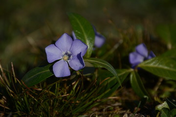 Delicate periwinkle flowers with green leaves on the grass