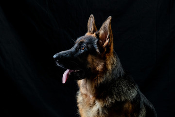 German shepherd portrait
