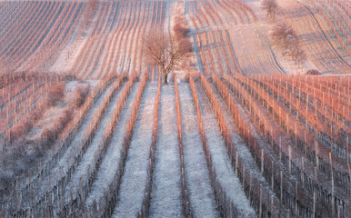 Frost Winter Rows Of Famous Moravian Vineyards, Czech Republic.Perfect Agriculture Landscape With Dry Grape Vines In Cold Season. Natural Abstract Background With Frozen Vine Row And Tree. Initial Sta - 336429646
