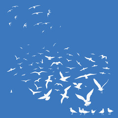 Birds on blue background - 336429811