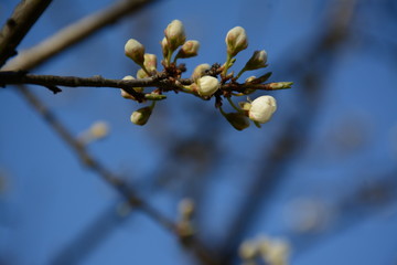 Branch with flower buds of cherry plum on a background of blue sky in early spring