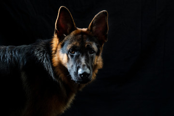 German shepherd portrait