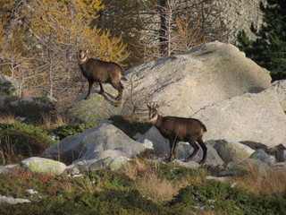 chamois in Gesso Valley