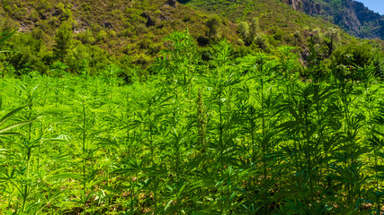 Fototapeta na wymiar Wide plantation of marijuana in the Rif Mountains. This area makes Morocco be the world's top supplier of Cannabis.