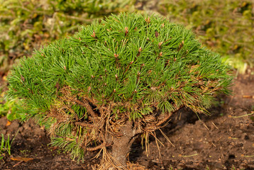 element of landscape composition decorative dwarf mountain pine