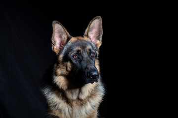 German shepherd portrait