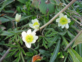 White snowdrops in the sunshine close up