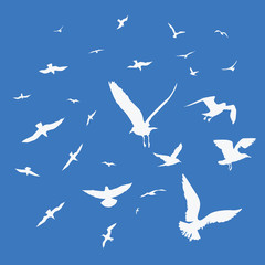 Seagulls on blue background - 336430442