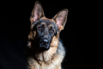 German shepherd portrait