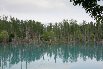 夏の青い池　美瑛町