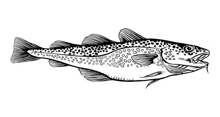 Ink Hand drawn vector illustration of cod fish (Gadus morhua) on white background