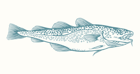 Ink Hand drawn vector illustration of cod fish (Gadus morhua) on white background © johndory