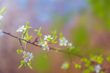 Branches of blossoming cherry macro with soft focus on gentle light blue sky background in sunlight with copy space.