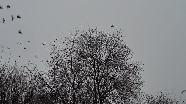 A flock of birds taking off from a tree in autumn