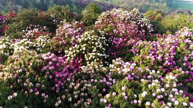 Panorama of colorful flowers on the hill in spring, flower forest in sunny day