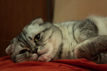 Close-up muzzle of a gray cat of Scottish breed.