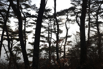 Silhouettes of trees against the sky