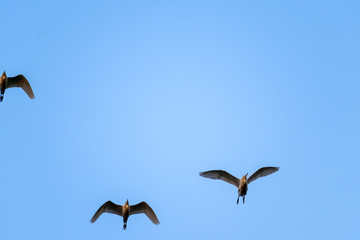 birds flying into the blue sky widely stretched wings reaching h