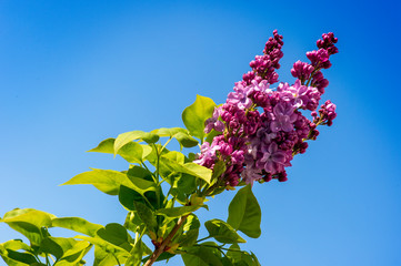 Fiore di Lillà