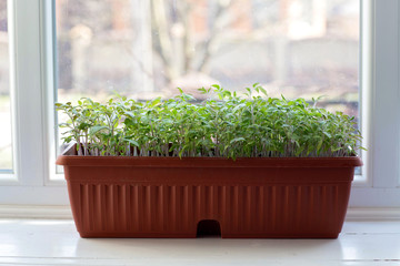 tomato seedlings are planted in boxes on the windowsill