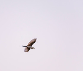 birds flying high