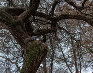 Eastern gray squirrel over the tree in the park
