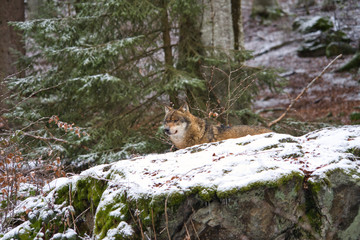 Obraz premium Przywódca stada wilków wędruje przez zimowy las i rozgląda się dookoła