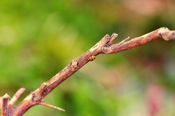 coccinella