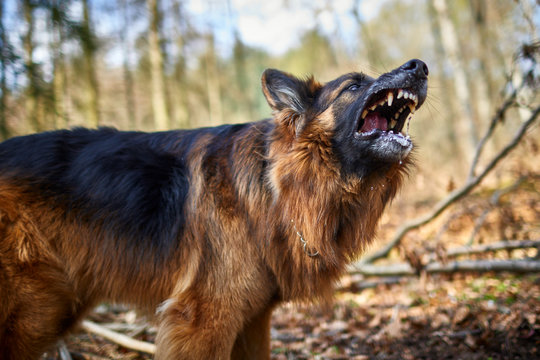 Deutscher Sch&auml;ferhund bellt im Wald