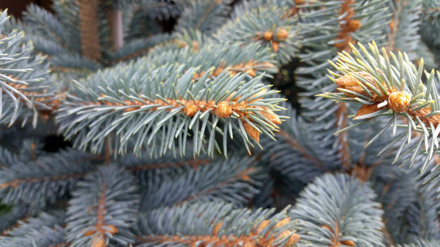 Picea Pungens 'Fat Albert'