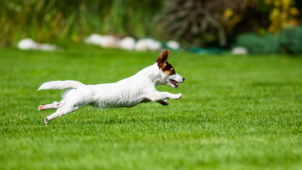 Jakck Russell Terrier © Gawel