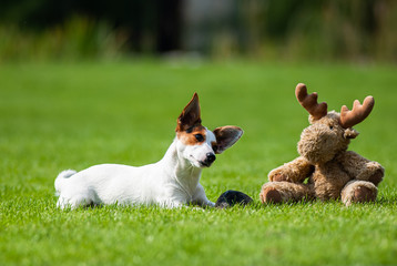 Dog & Moose Toy © Gawel
