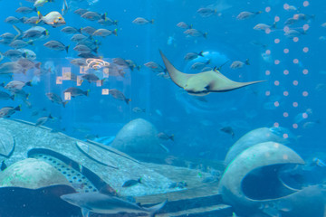 Stingray swimming underwater. Sting ray is also called sea cats are found in temperate and tropical waters. Atlantis, Sanya, Hainan, China.